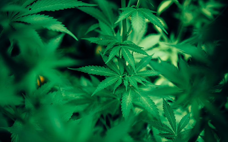 High Stakes: Protecting Your Cannabis Intellectual Property